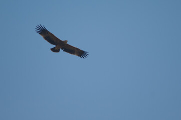 Underside view of a steppe eagle Aquila nipalensis. Keoladeo Ghana National Park. Bharatpur. Rajasthan. India.