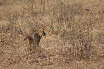 Naklejka na ściany i meble Golden jackal Canis aureus indicus scent-marking. Keoladeo Ghana National Park. Bharatpur. Rajasthan. India.