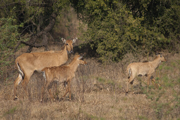 Female and calves of nilgai Boselaphus tragocamelus. Keoladeo Ghana National Park. Bharatpur. Rajasthan. India.