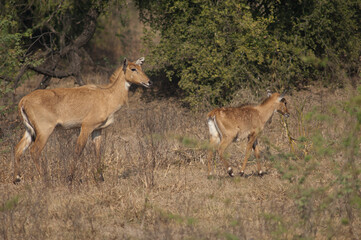 Female and calve of nilgai Boselaphus tragocamelus. Keoladeo Ghana National Park. Bharatpur. Rajasthan. India.