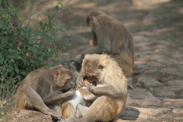 Rhesus macaques Macaca mulatta grooming her baby. Keoladeo Ghana National Park. Bharatpur. Rajasthan. India.