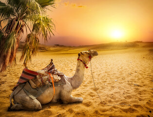 Camel under palm