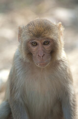 Rhesus macaque Macaca mulatta infant. Keoladeo Ghana National Park. Bharatpur. Rajasthan. India.
