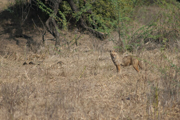 Golden jackal Canis aureus indicus. Keoladeo Ghana National Park. Bharatpur. Rajasthan. India.