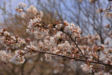 サクラの花