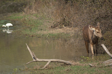 Sambar hind Rusa unicolor eating. Keoladeo Ghana National Park. Bharatpur. Rajasthan. India.