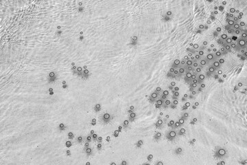 Tiny jelly fish, floating in the water, Balck and White