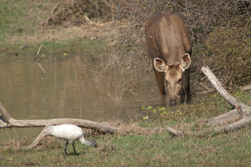 Sambar hind Rusa unicolor feeding. Keoladeo Ghana National Park. Bharatpur. Rajasthan. India.