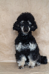 Poodle Phantom. An unusual little black dog. Dog is man's friend.