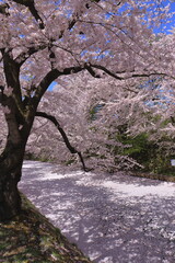 お堀を埋め尽くす桜