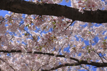桜の枝