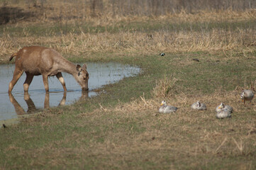 Sambar Rusa unicolor feeding in a lagoon. Keoladeo Ghana National Park. Bharatpur. Rajasthan. India.
