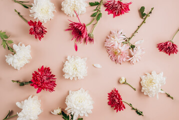 Floral pattern with white and pink flowers on beige background. Autumn chrysanthemum. Flat lay, top view