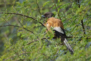 Rufous treepie Dendrocitta vagabunda on a tree. Keoladeo Ghana National Park. Bharatpur. Rajasthan. India.