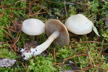 Cortinarius leucophanes, a webcap mushroom from Finland with no common english name