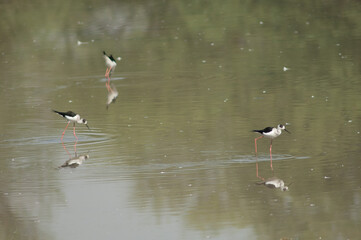 Black-winged stilts Himantopus himantopus feeding. Keoladeo Ghana National Park. Bharatpur. Rajasthan. India.