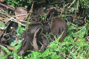 Otidea bufonia, commonly known as Toad's Ear, a cup fungus from Finland