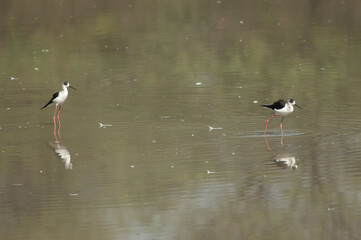 Black-winged stilts Himantopus himantopus feeding. Keoladeo Ghana National Park. Bharatpur. Rajasthan. India.
