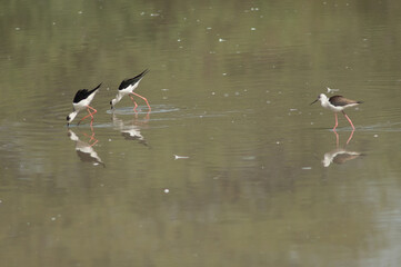Black-winged stilts Himantopus himantopus feeding. Two adults and one immature. Keoladeo Ghana National Park. Bharatpur. Rajasthan. India.