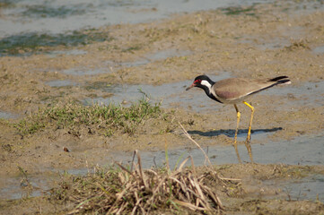 Red-wattled lapwing Vanellus indicus in a pond. Keoladeo Ghana National Park. Bharatpur. Rajasthan. India.
