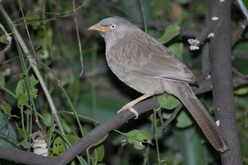 Jungle babbler Turdoides striatus on a branch. Keoladeo Ghana National Park. Bharatpur. Rajasthan. India.