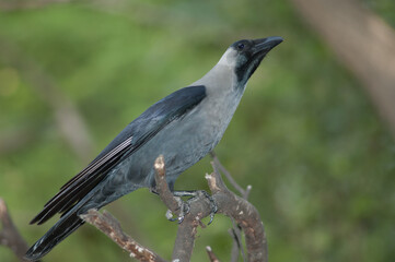 House crow Corvus splendens on a branch. Keoladeo Ghana National Park. Bharatpur. Rajasthan. India.