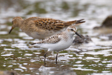Grijze strandloper, Semipalmated Sandpiper, Calidris pusilla