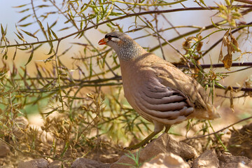 Perzische Woestijnpatrijs, See-see Partridge, Ammoperdix griseogularis