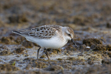 Grijze strandloper, Semipalmated Sandpiper, Calidris pusilla