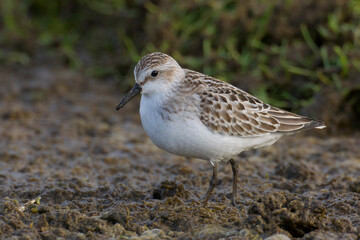 Grijze strandloper, Semipalmated Sandpiper, Calidris pusilla