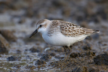 Grijze strandloper, Semipalmated Sandpiper, Calidris pusilla