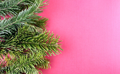Pink background with branches of a Christmas tree