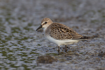 Grijze strandloper, Semipalmated Sandpiper, Calidris pusilla