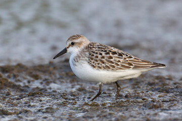 Grijze strandloper, Semipalmated Sandpiper, Calidris pusilla