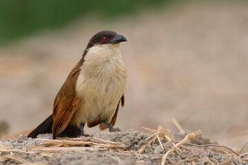 Senegalese Spoorkoekoek, Senegal Coucal, Centropus senegalensis