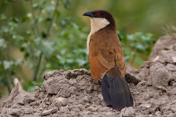 Senegalese Spoorkoekoek, Senegal Coucal, Centropus senegalensis