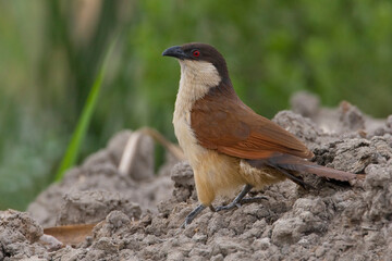 Senegalese Spoorkoekoek, Senegal Coucal, Centropus senegalensis