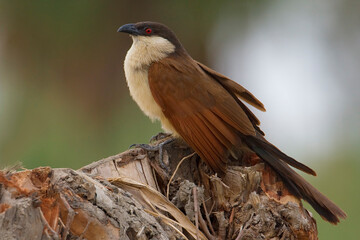Senegalese Spoorkoekoek, Senegal Coucal, Centropus senegalensis