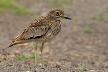 Senegalese Griel, Senegal Thick-Knee, Burhinus senegalensis