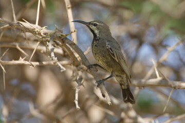 Glanshoningzuiger, Shining Sunbird, Cinnyris habessinicus
