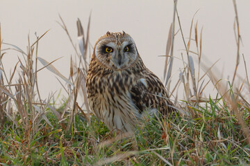 Velduil, Short-eared Owl, Asio flammeus