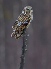 Short-eared Owl, Velduil, Asio flammeus