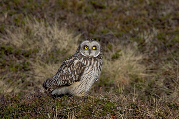 Short-eared Owl, Velduil, Asio flammeus