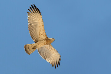 Slangenarend, Short-toed Eagle, Circaetus gallicus