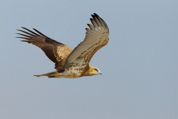 Slangenarend, Short-toed Eagle, Circaetus gallicus