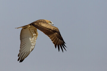 Slangenarend, Short-toed Eagle, Circaetus gallicus