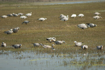 Fototapeta na wymiar Bar-headed geese Anser indicus feeding. Keoladeo Ghana National Park. Bharatpur. Rajasthan. India.