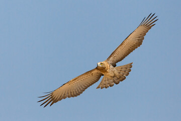 Slangenarend, Short-toed Eagle, Circaetus gallicus