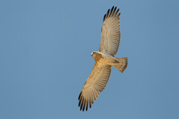 Slangenarend, Short-toed Eagle, Circaetus gallicus