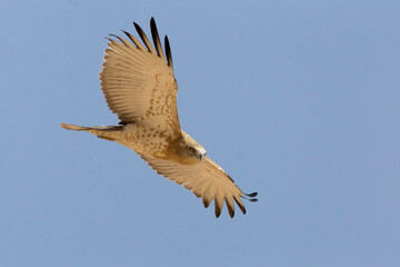 Slangenarend, Short-toed Eagle, Circaetus gallicus